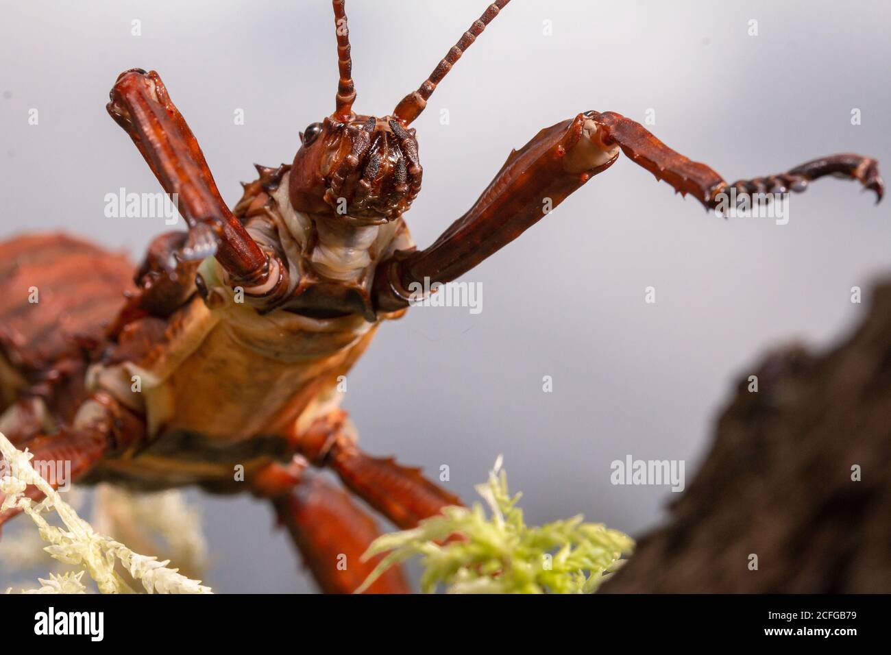 Un primer plano de un palo spiney gigante Insecto (Eurycantha calcarata) Foto de stock