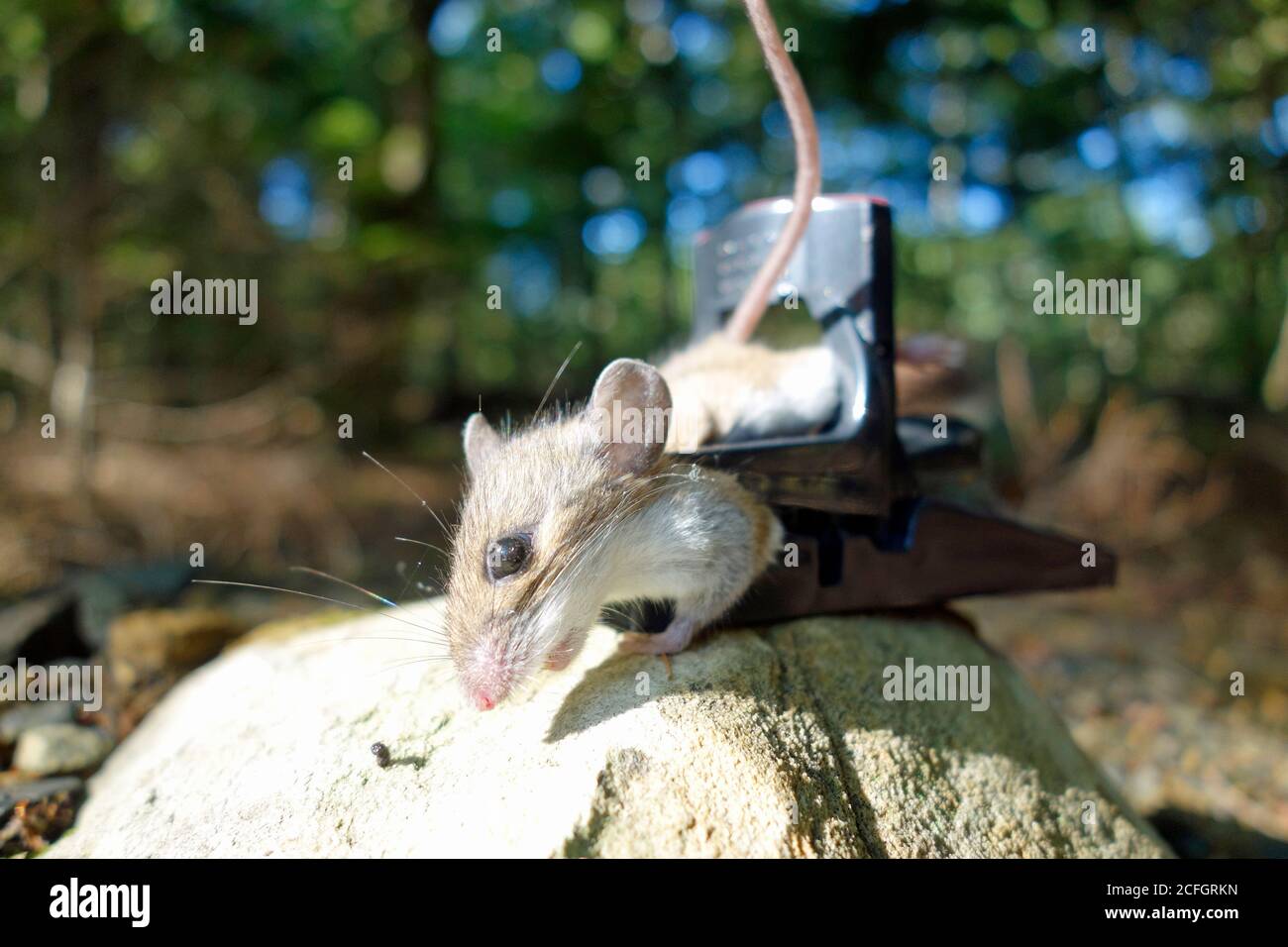 Ratón de dibujos animados muerto en una trampa para ratones