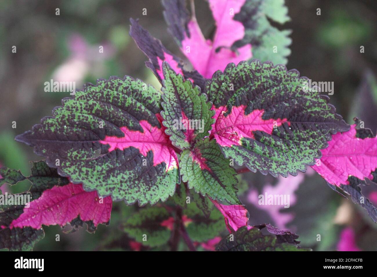 Hojas multicolor color rosa, púrpura y verde hojas de color creciendo jardín Foto de stock