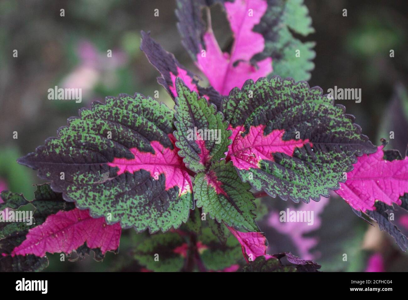 Hojas multicolor color rosa, púrpura y verde hojas de color creciendo jardín Foto de stock