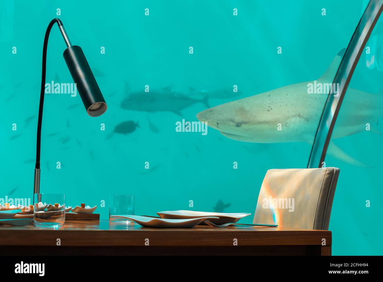 Restaurante submarino en las Maldivas. Viajes exóticos tropicales. Tiburón detrás del vidrio. Foto de stock