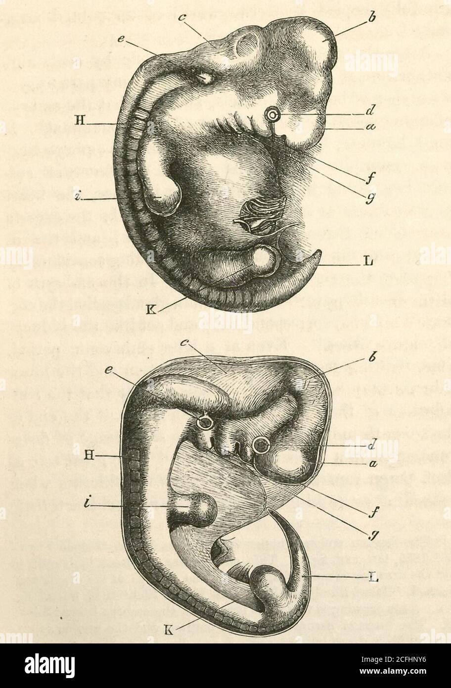 Desarrollo Embrionario Fotografías E Imágenes De Alta Resolución Alamy 4031