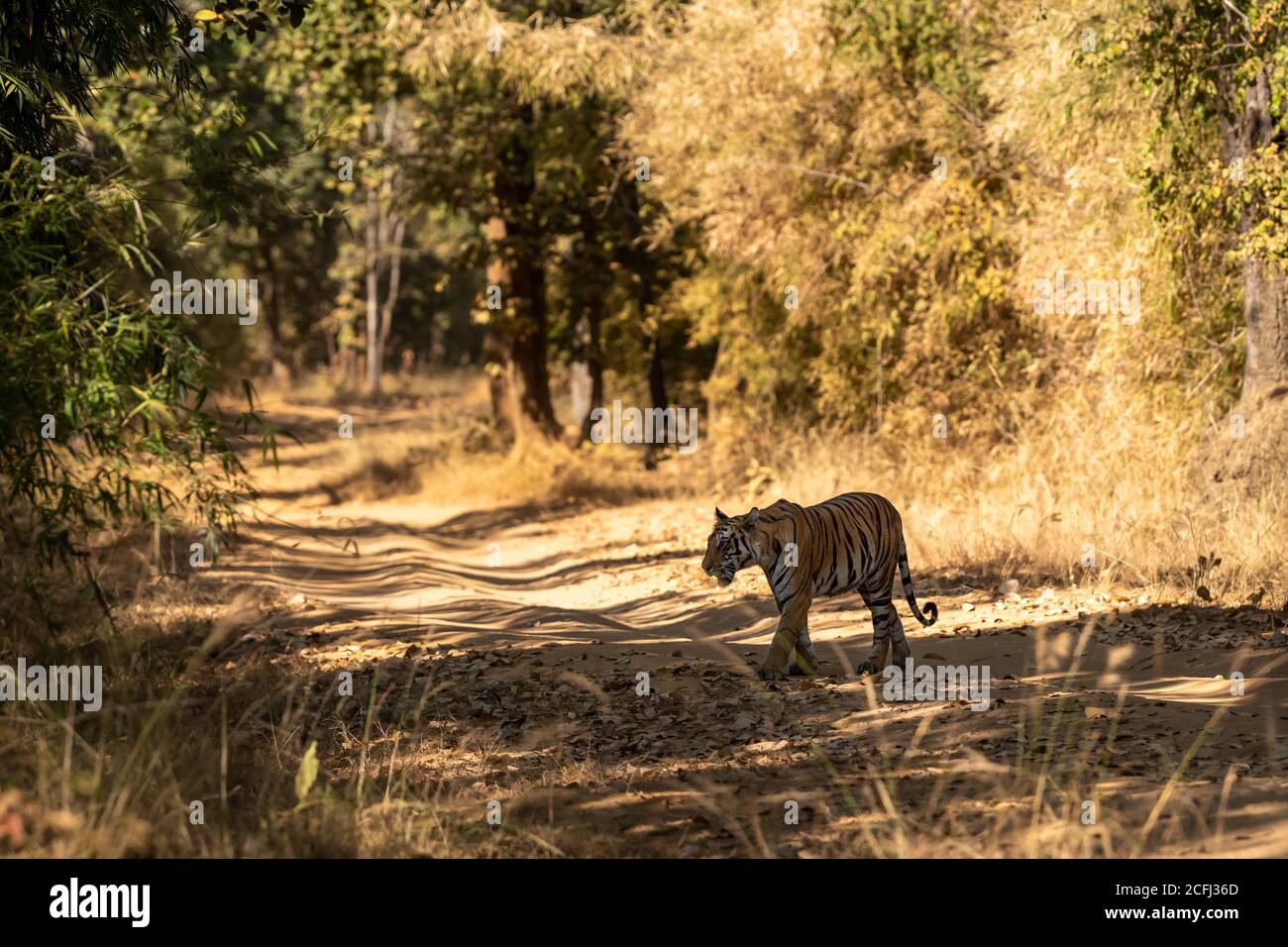 mujer tigre salvaje en paseo nocturno. Caminaba en su territorio y cruzaba la pista de safari en el bosque en el parque nacional bandhavgarh o reserva de tigre Foto de stock