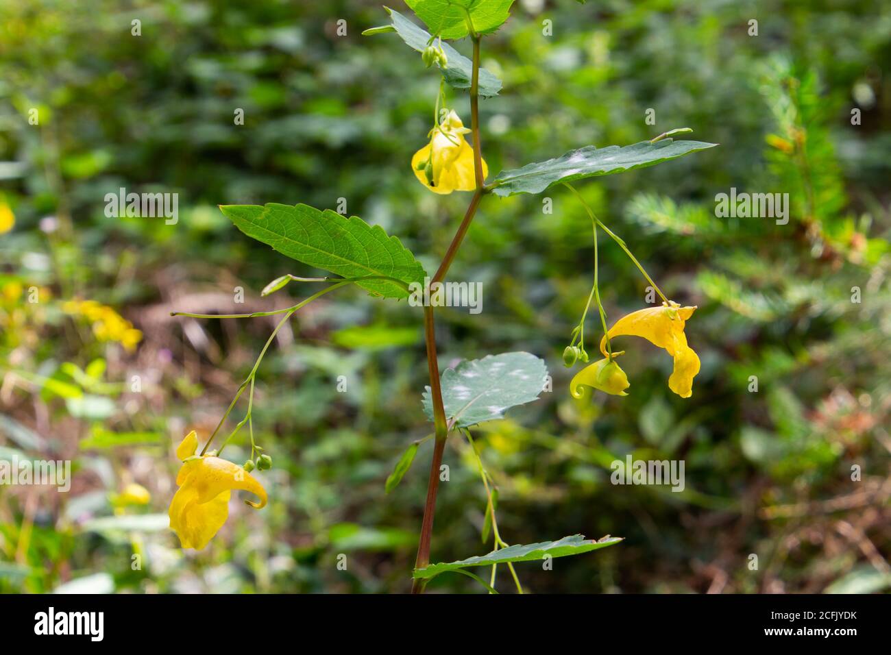 No me toque Balsam creciendo en el bosque, también llamado Impatiens noli tangere o grosses Springkraut Foto de stock