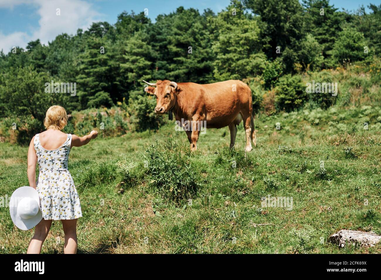 Vista posterior de la mujer en el vestido de verano de pie en el campo y mirando la vaca pastando en el día soleado Foto de stock