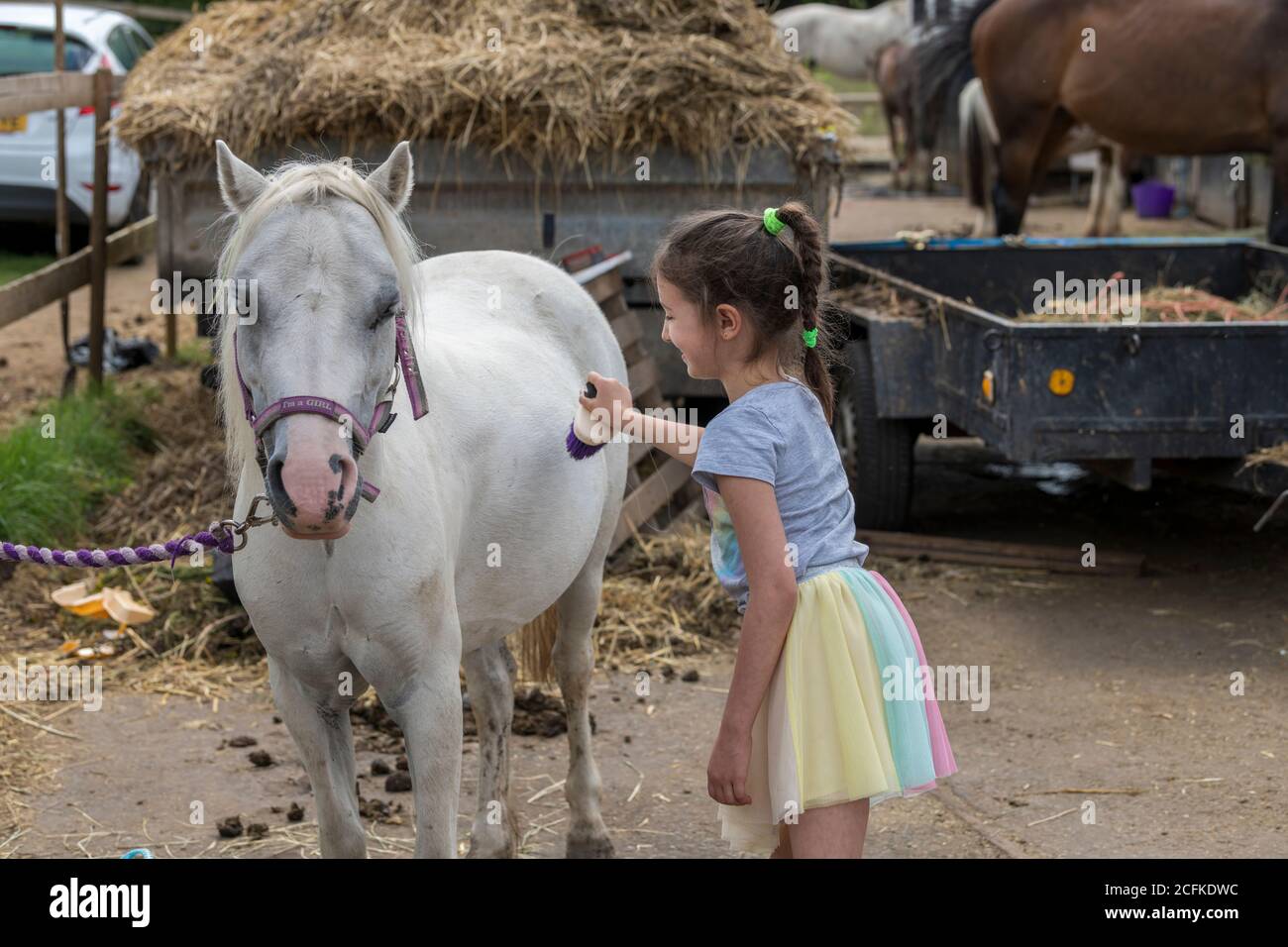 Sonriendo niña joven de pie arreglando el caballo con un cepille en un paddock al aire libre Foto de stock