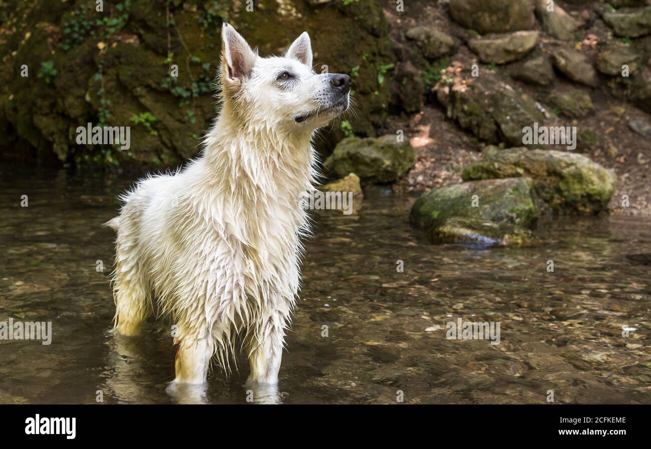Wet White Swiss Shepherd perro después de nadar en el lago. Foto de stock