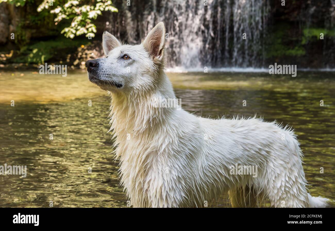 Wet White Swiss Shepherd perro después de nadar en el lago. Foto de stock
