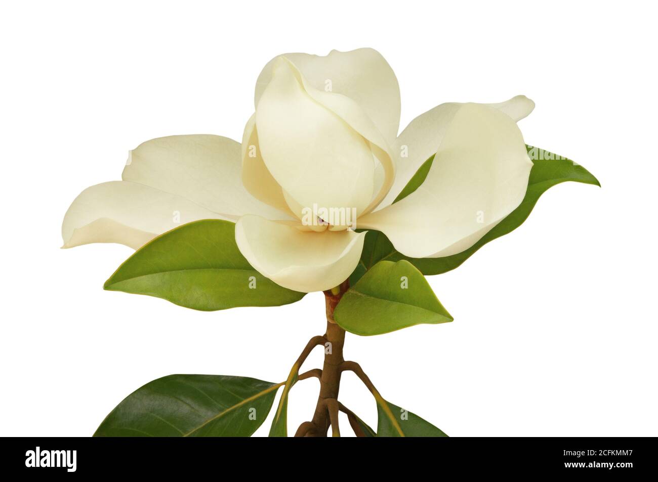 Una hermosa flor de Magnolia grandiflora sobre fondo blanco Foto de stock