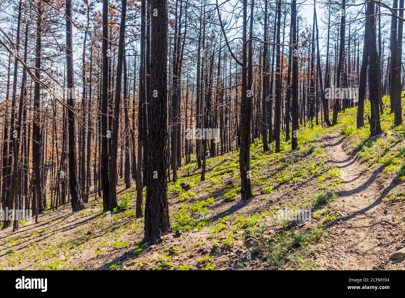 Regeneración de árboles y plantas que se quemaron en el fuego forestal; Montañas Rocosas, Colorado Central, EE.UU Foto de stock