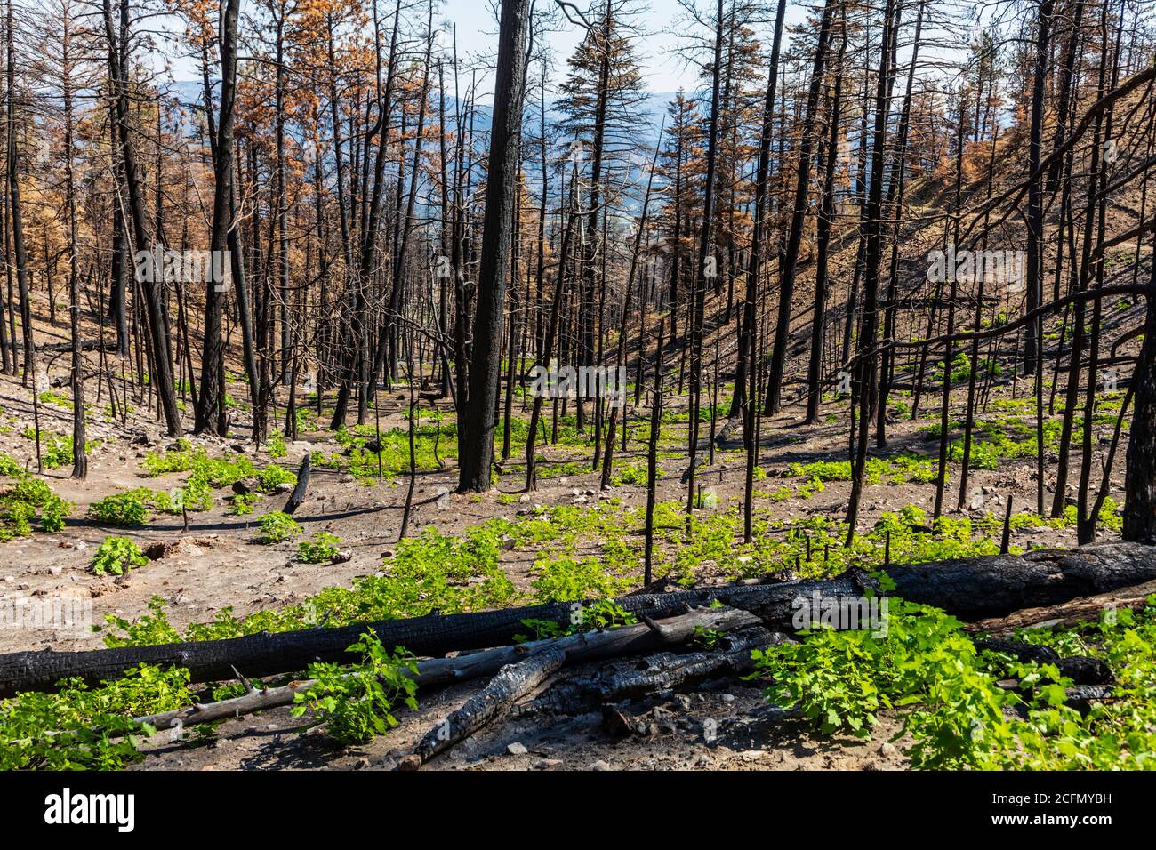 Regeneración de árboles y plantas que se quemaron en el fuego forestal; Montañas Rocosas, Colorado Central, EE.UU Foto de stock