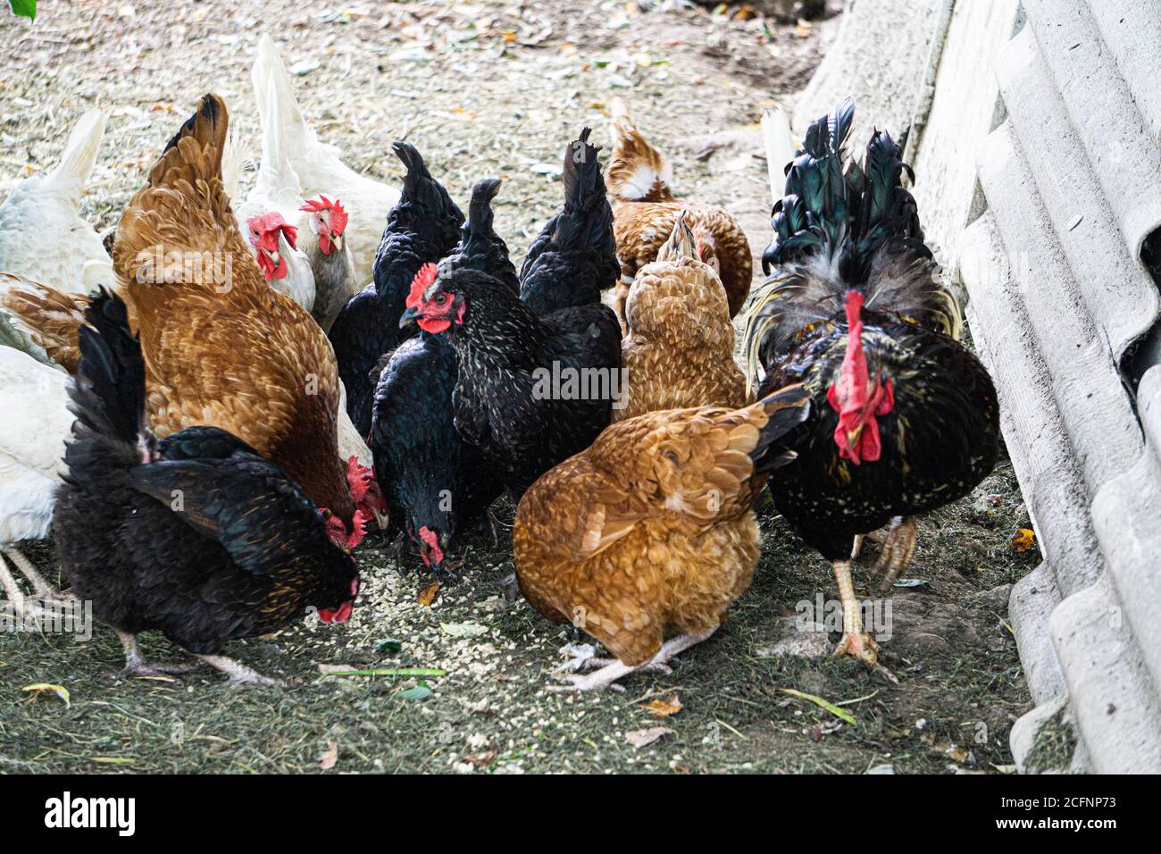 Los pollos motley multicolor buscan comida en un patio rural. Foto de stock
