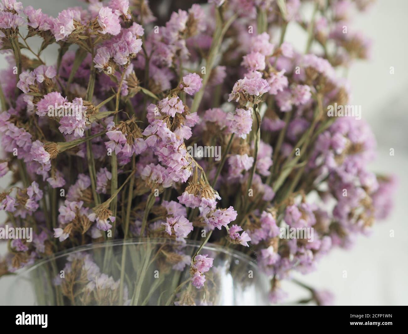 Seca estaticia flor rosa suave, color violeta en vidrio transparente jarrón estilo vintage, concepto para escribir texto diseño en el fondo frontal Foto de stock