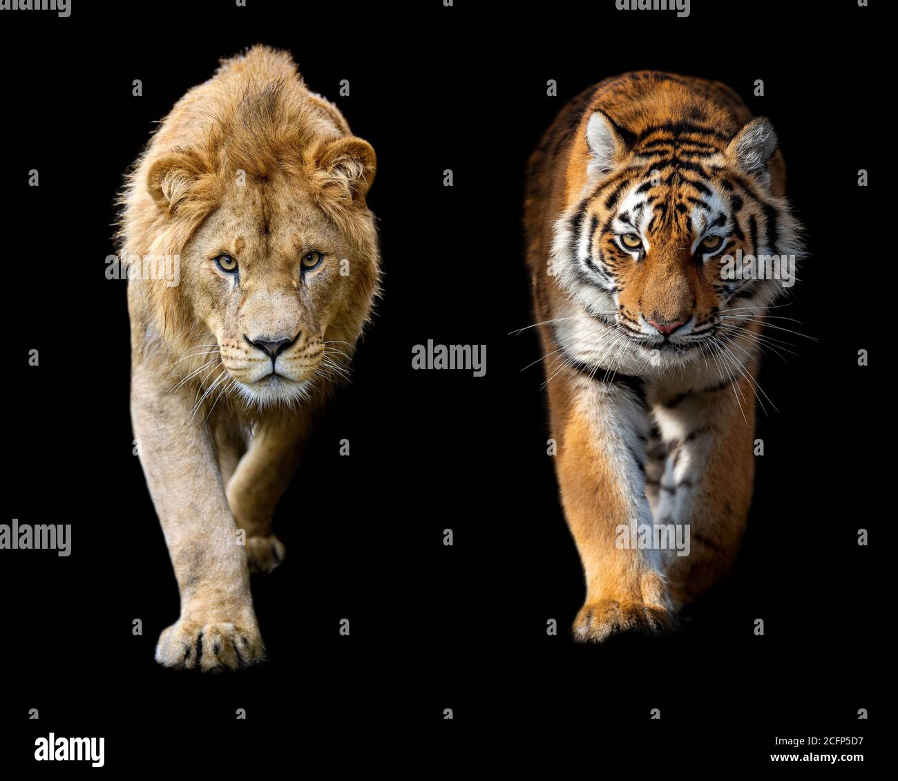 Hermoso primer plano detalle retrato de un gran león masculino y.. Tigre  siberiano o amur sobre fondo negro Fotografía de stock - Alamy