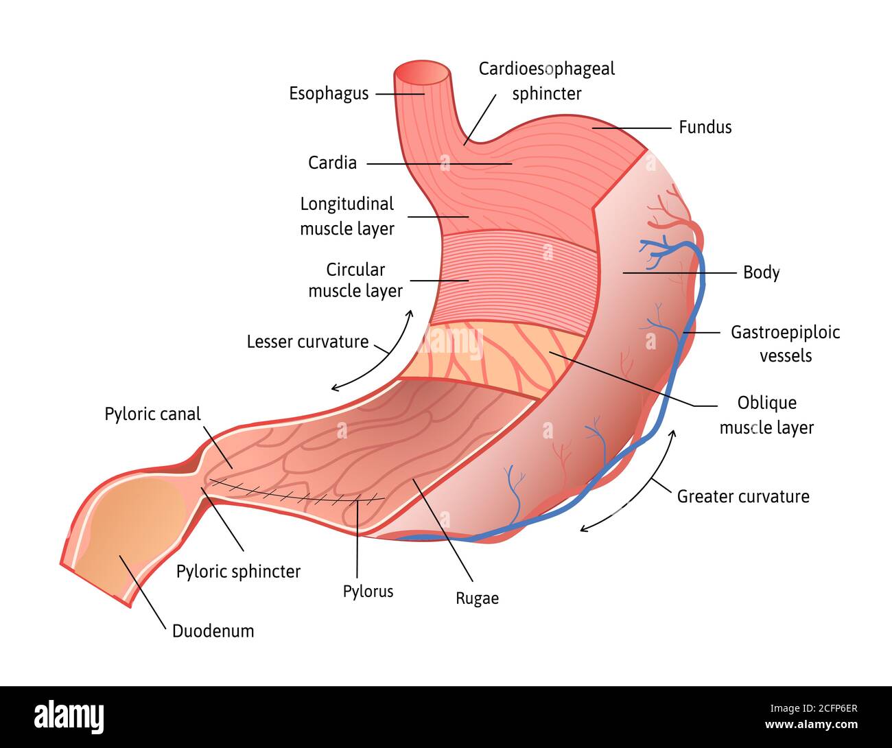 Anatomía del estómago humano aislada sobre fondo blanco. Estómago y sus  partes, ilustración vectorial marcada con líneas. Vector detallado para  estudio Imagen Vector de stock - Alamy