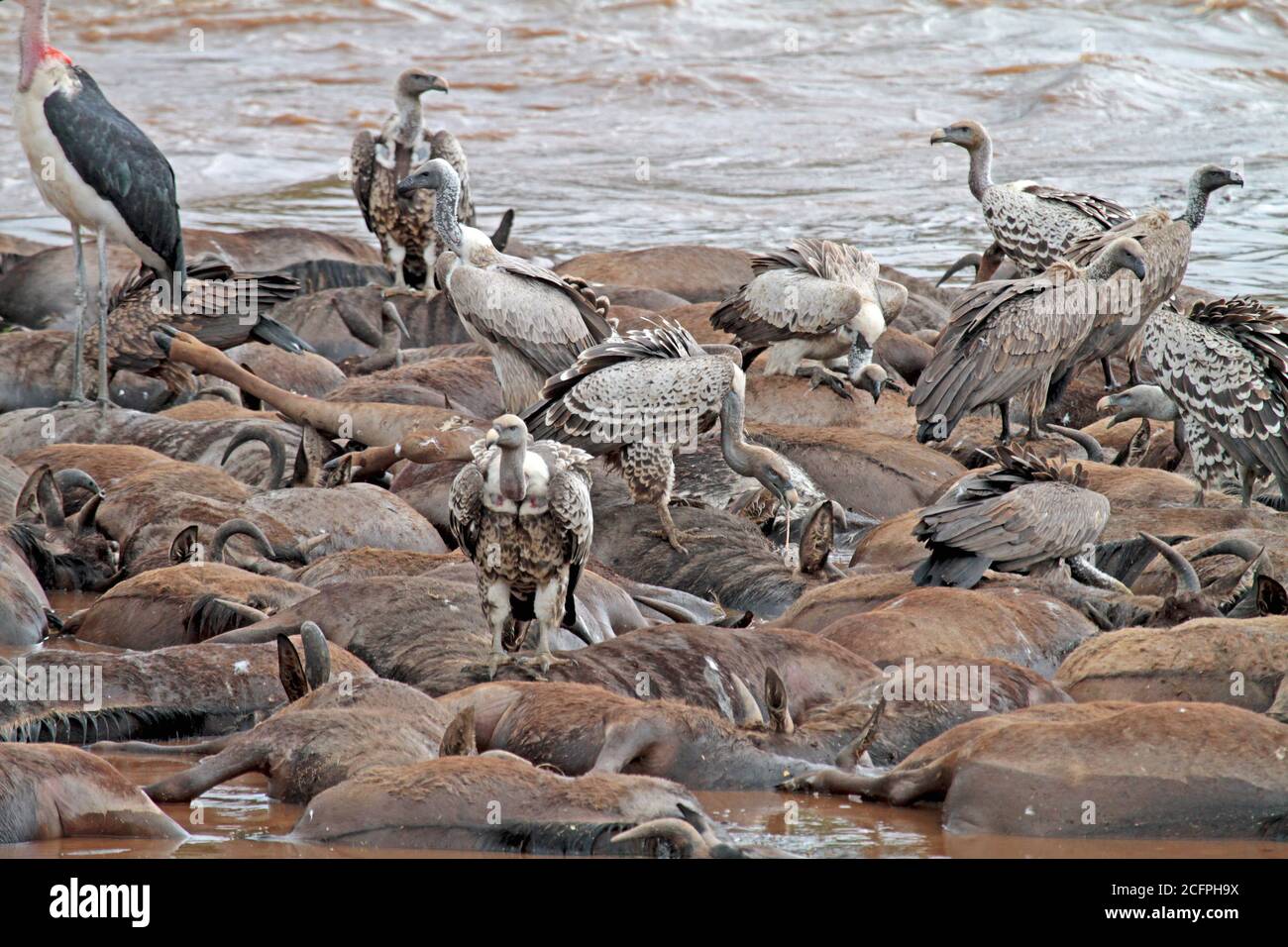 Rueppell's griffon, Rueppells griffon buitre (Gyps rueppelli), comer de animales muertos lavados en tierra en el río Masai mara, Kenia, Masai Mara Foto de stock