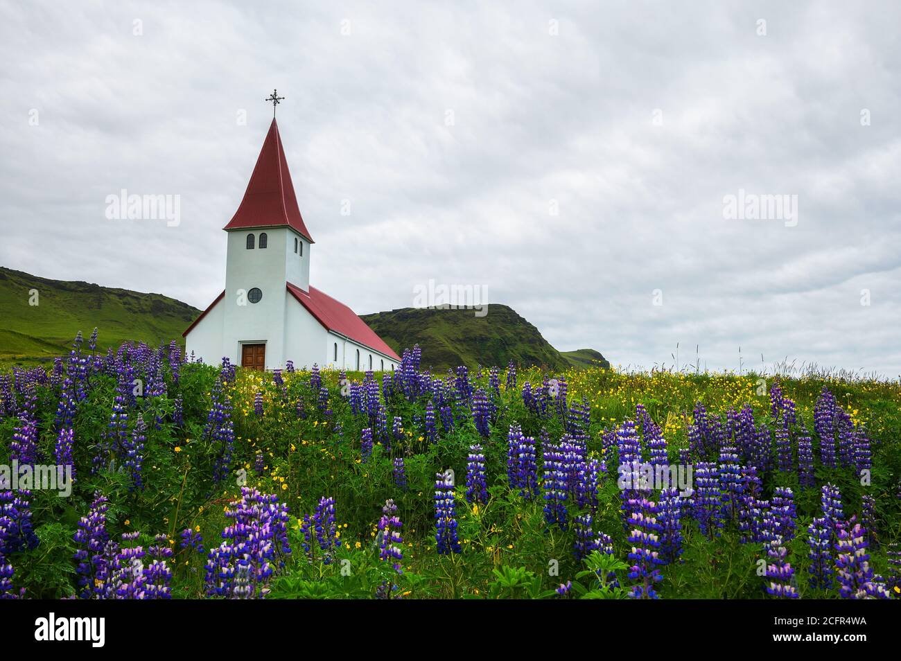 Iglesia rodeada de flores de lupino en Vik, Islandia Foto de stock