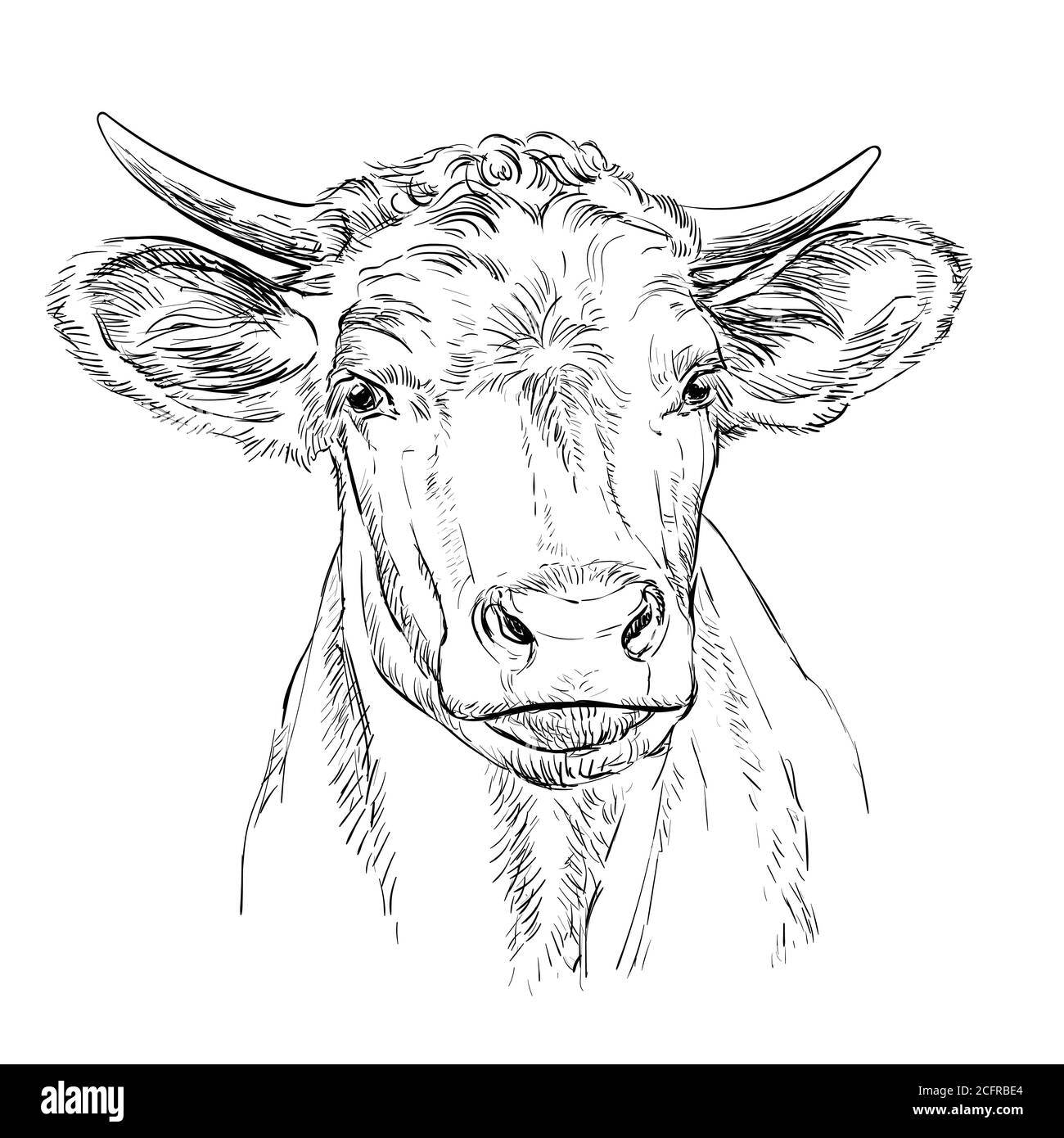 Monocroma lindo cabeza de vaca bosquejo dibujado a mano ilustración vectorial aislada sobre fondo blanco. Ilustración vintage para etiqueta, póster, impresión y diseño. Ilustración del Vector