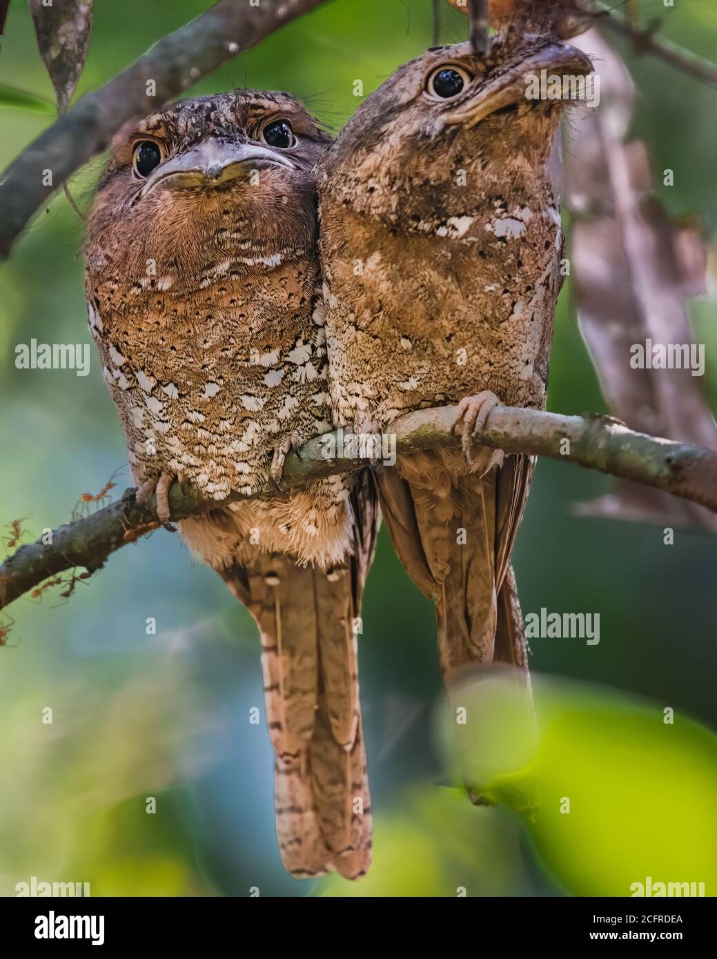 Un par lindo de Sri Lanka Frogmouth (Batrachostomus moniliger), cozily encaramado en una rama en los bosques de Thattekad en Kerala, India. Foto de stock