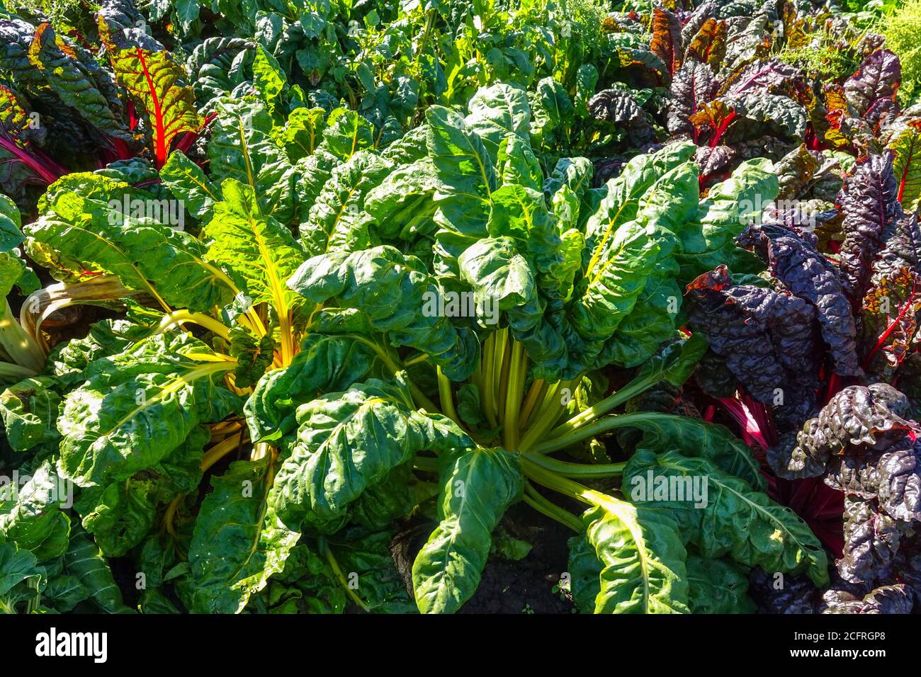 Rojo y amarillo mangold, Suiza Chard fila en el jardín de verduras frondosas verduras Foto de stock