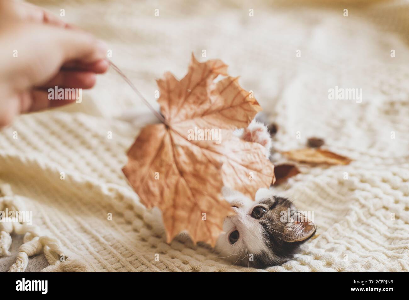 Adorable gatito jugando con hojas de otoño sobre una manta suave. Mano sosteniendo la hoja de otoño y jugando con cute gatito blanco y gris en la cama en la habitación. Otoño c Foto de stock