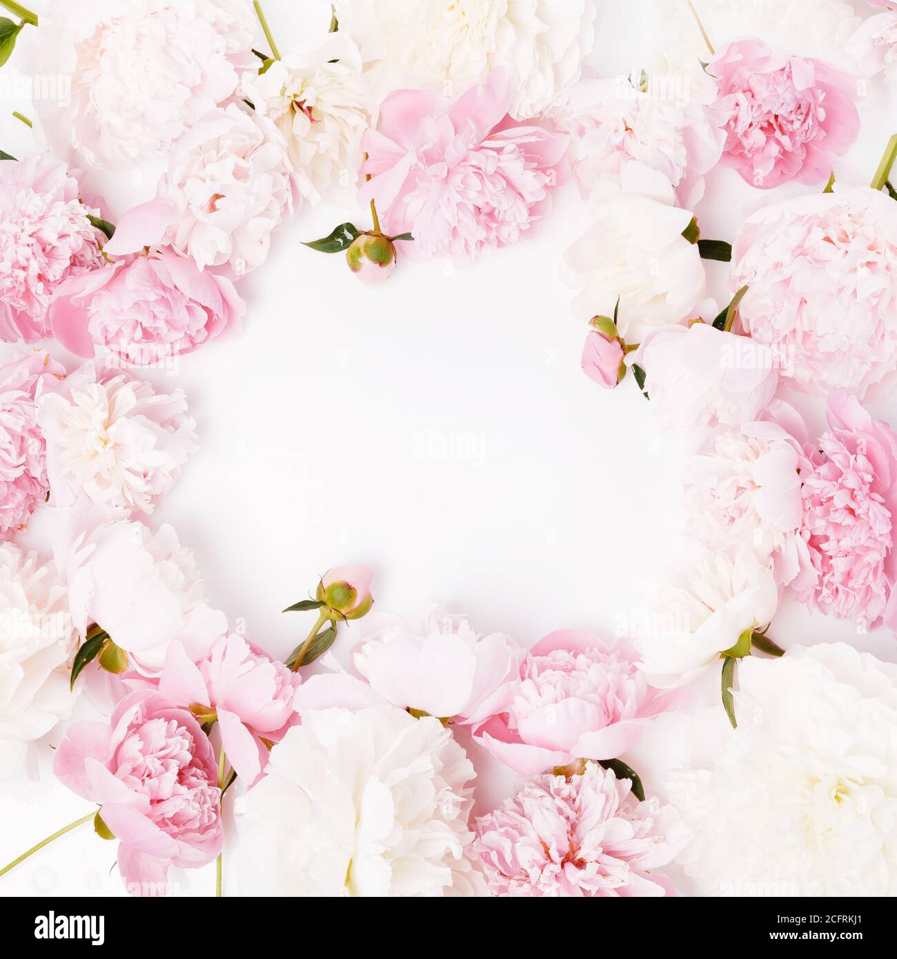 Marco romántico, peonías rosas delicadas flores primer plano. Pétalos de  color rosa fragante Fotografía de stock - Alamy