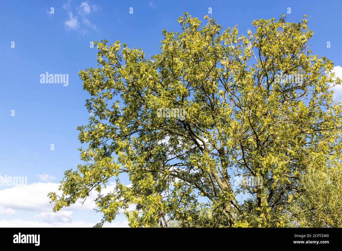 Un árbol de fresno saludable a principios de otoño en las orillas del río Severn cerca de la aldea de Severn Vale de Maisemore, Gloucestershire, Reino Unido Foto de stock