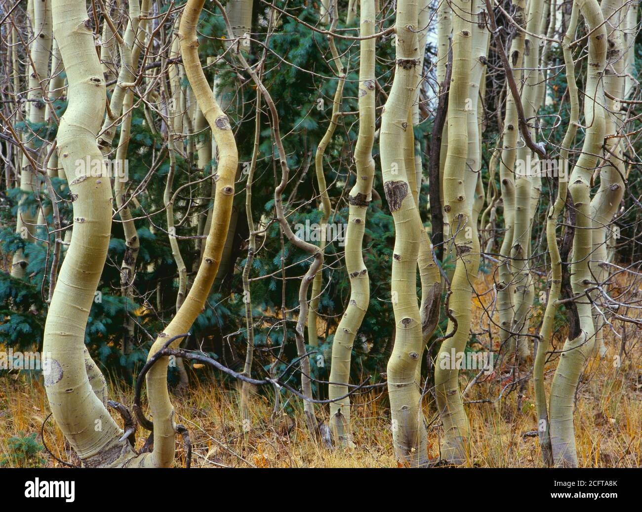 Kaibab National Forest AZ / OCT un puesto de jóvenes aspen se encuentra en un valle en el camino de Arizona (FSR 610) justo al norte del parque del Gran Cañón Foto de stock