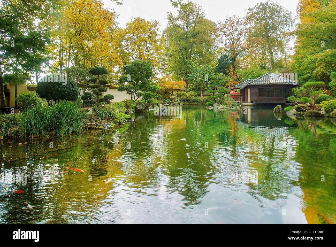 Increíble escena carpas KOI en el agua en el jardín japonés en Kaiserslautern en otoño. Soleado día naranja en otoño en Alemania. Antigua casa de té japonesa Fotografía de -