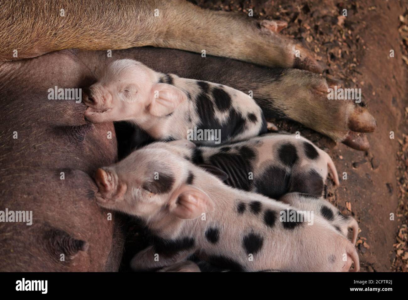 Cachorro de cerdo. Imagen del concepto animal de la granja Fotografía de  stock - Alamy