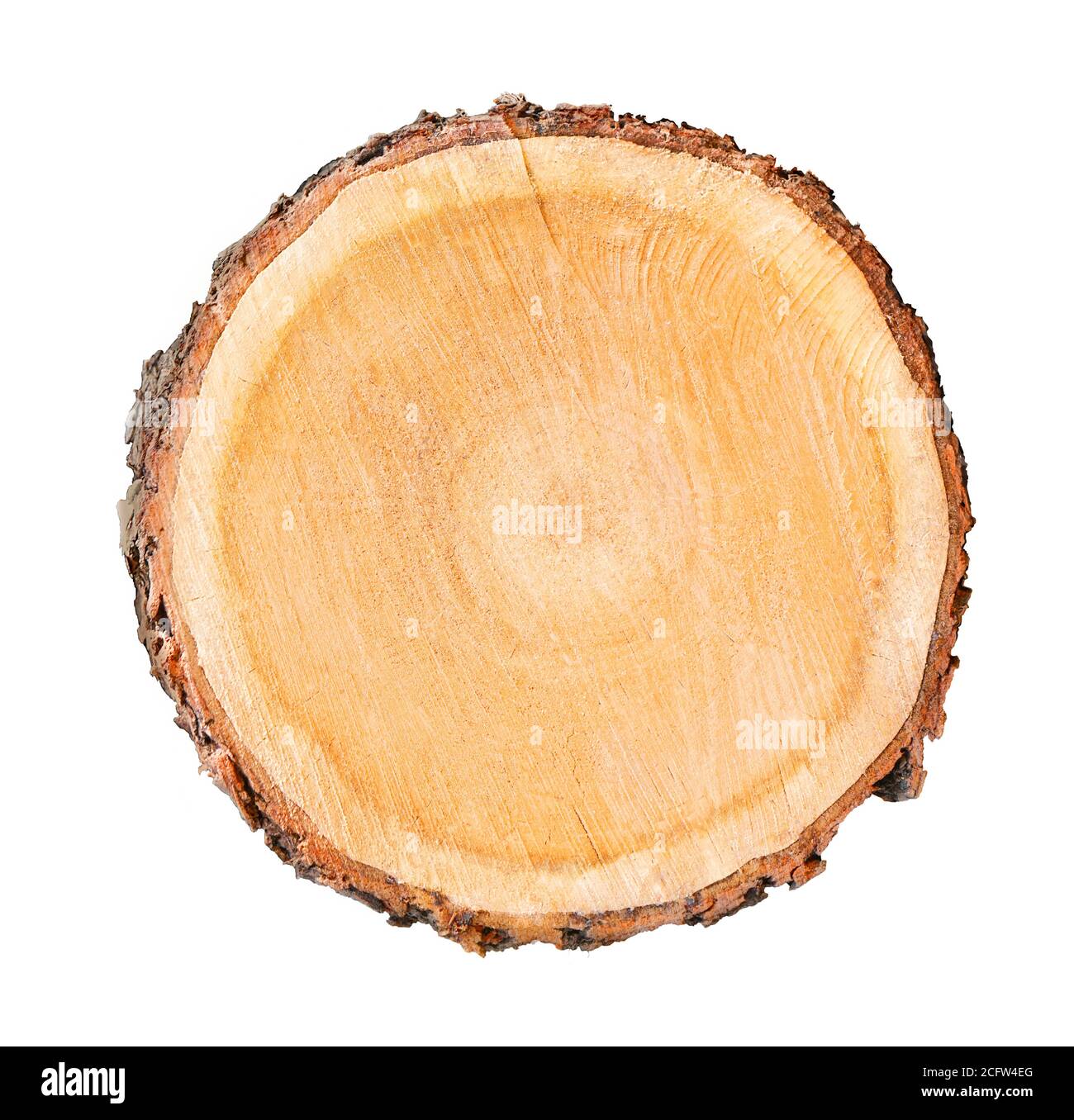 Madera talada de un tronco de árbol con anillos de crecimiento aislados en  blanco. Anillos de árbol con textura y detalle Fotografía de stock - Alamy