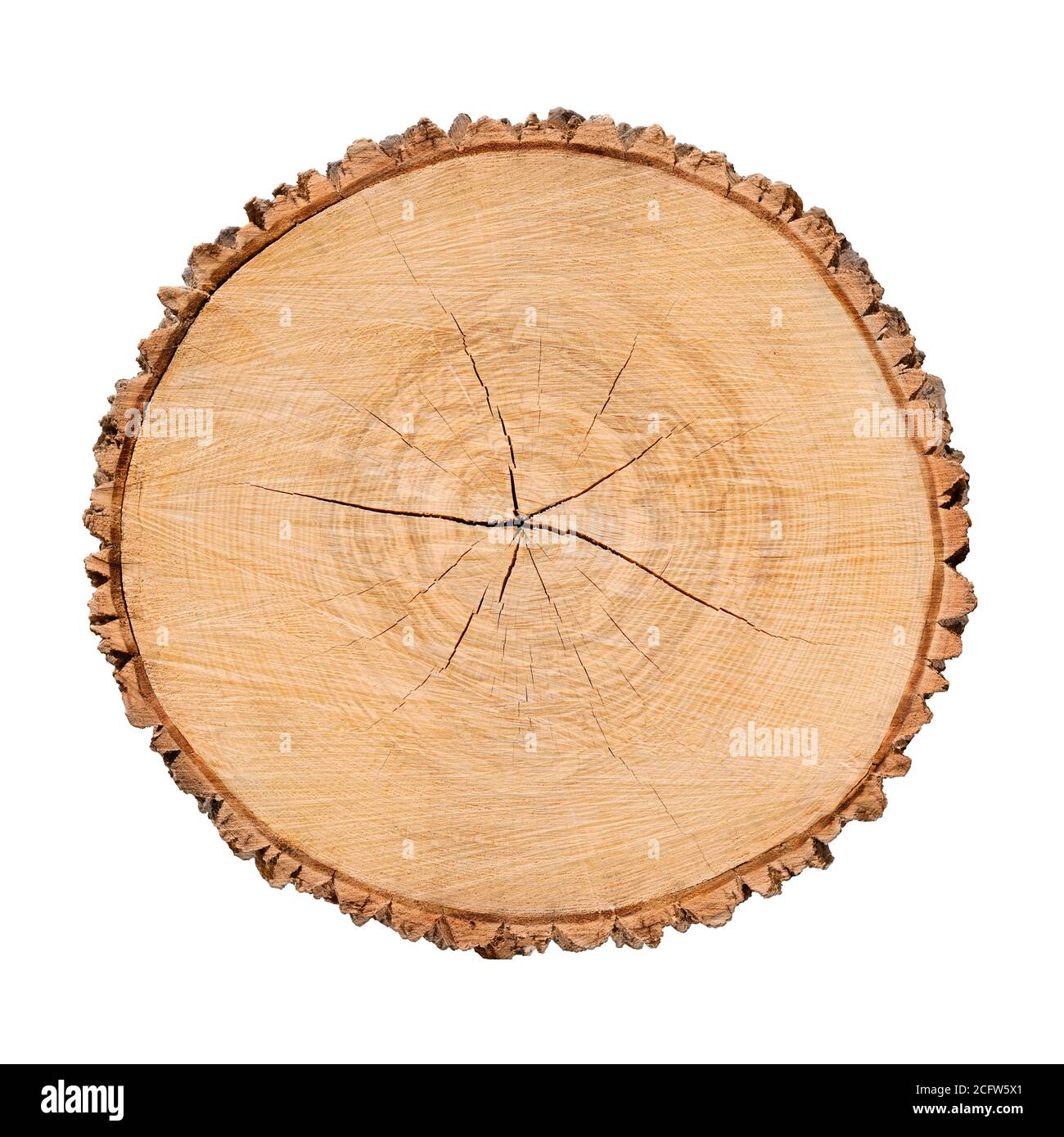 Madera talada un tronco de árbol con anillos de crecimiento aislados en blanco. Anillos de con textura y detalle Fotografía stock Alamy