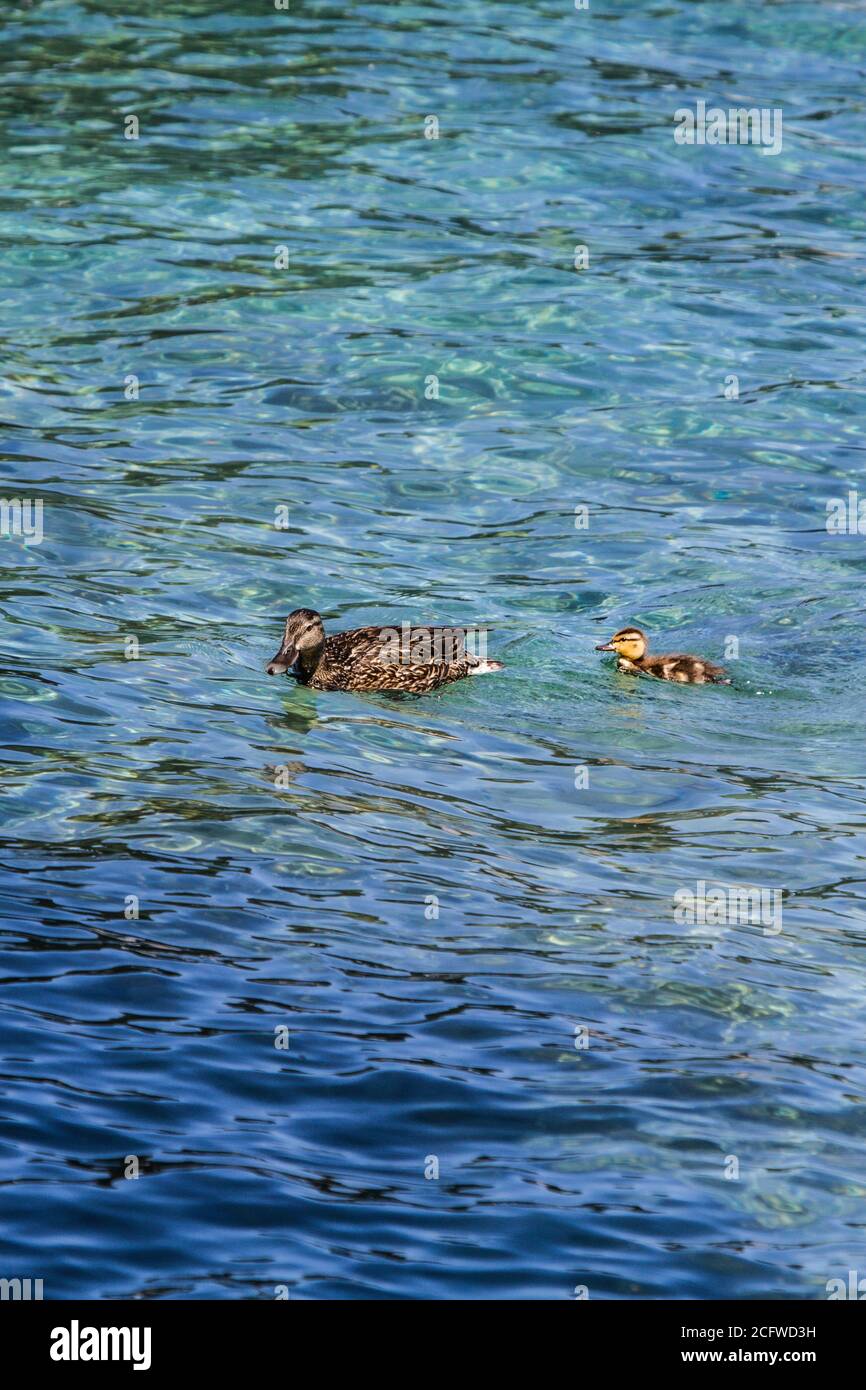 Pato mallard hembra y natación duckling cerca juntos, agua sombreada de sol a sombra, de verde a turquesa a azul profundo Foto de stock