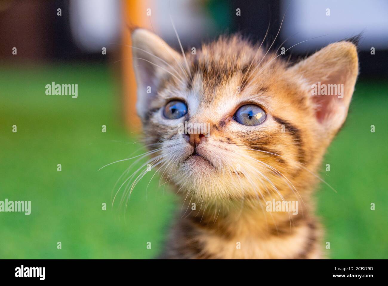 Retrato de gato Foto de stock