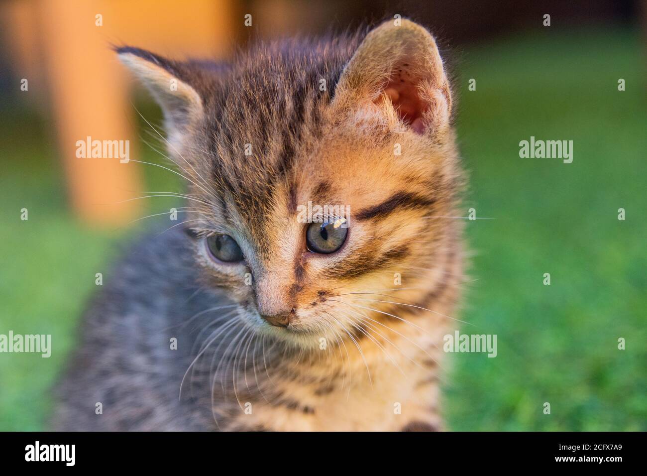 Retrato de gato Foto de stock