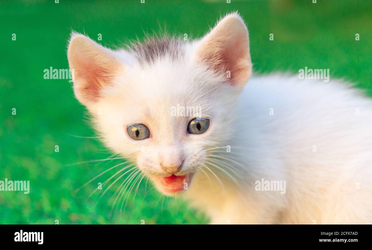 Retrato de gato Foto de stock