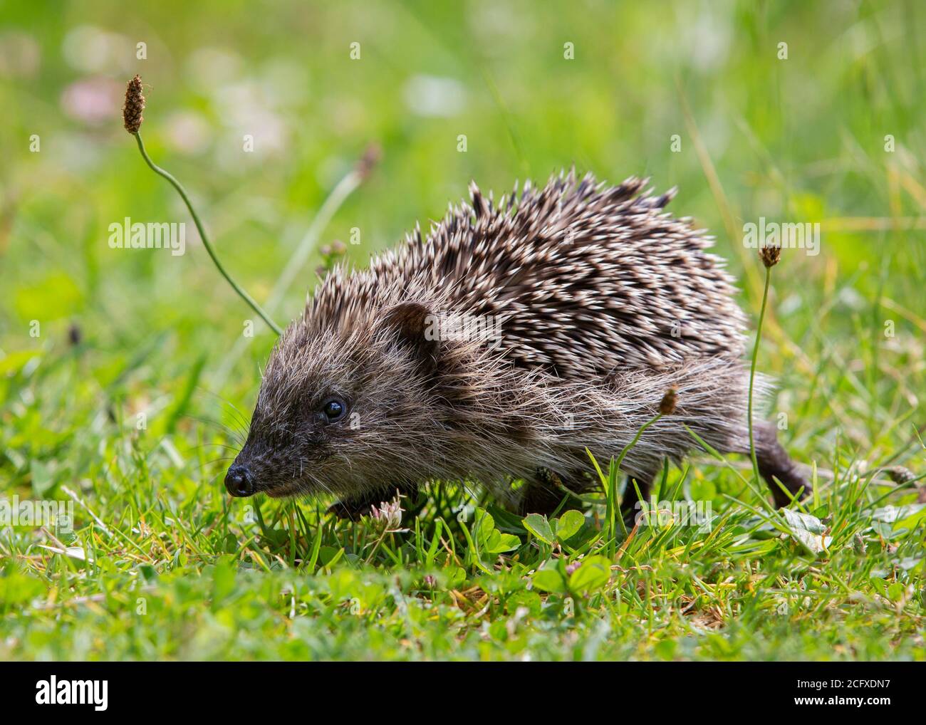 Lindo joven europeo Hedgehog (Erinaceus europaeus) caminando en la hierba. Foto de stock