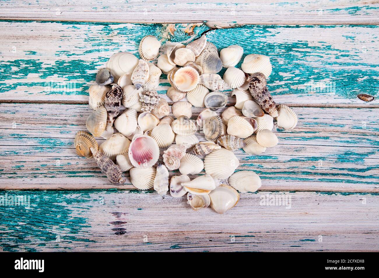 Las conchas de mar se vertieron sobre un fondo de madera azul. Texto plano.Copiar espas. Foto de stock