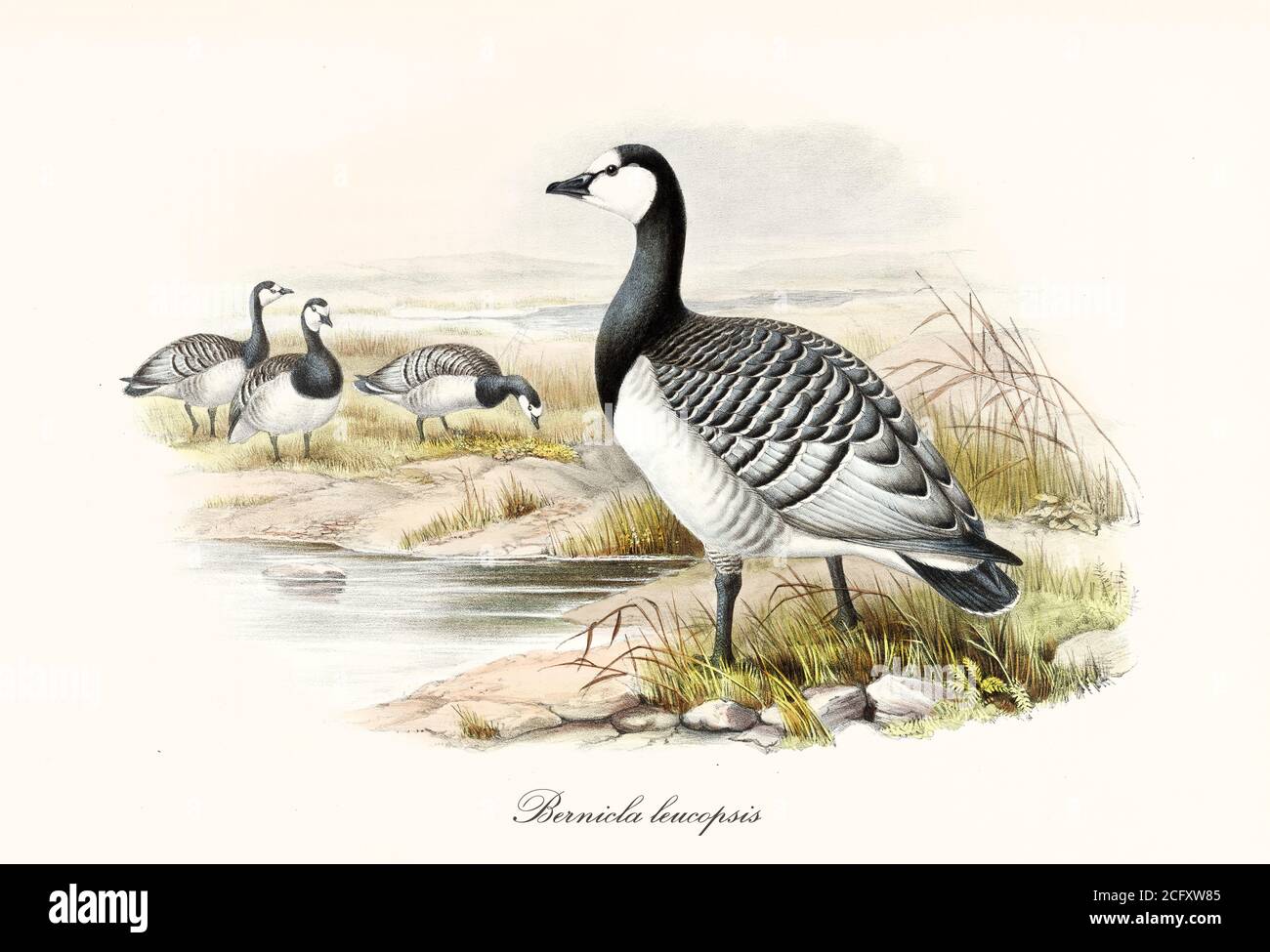 'Barnacle Goose (Branta leucoopsis) pájaro multicolor negro y blanco se desplomó en una orilla del estanque. Detallado arte vintage por John Gould Londres 1862-1873' Foto de stock