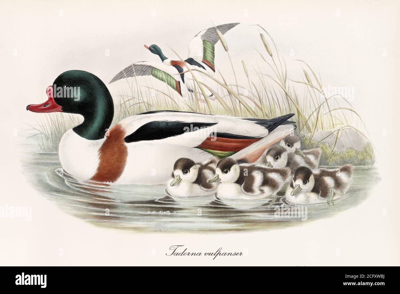 Pájaro acuático Shelduck común (Tadorna tadorna) nadando con los niños mientras que otro se quita de la vegetación. Arte por John Gould Londres 1862-1873 Foto de stock