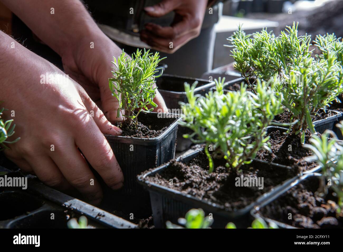 Plantas de hierbas de romero siendo plantadas en pequeñas macetas cuadradas  de plástico con abono Fotografía de stock - Alamy