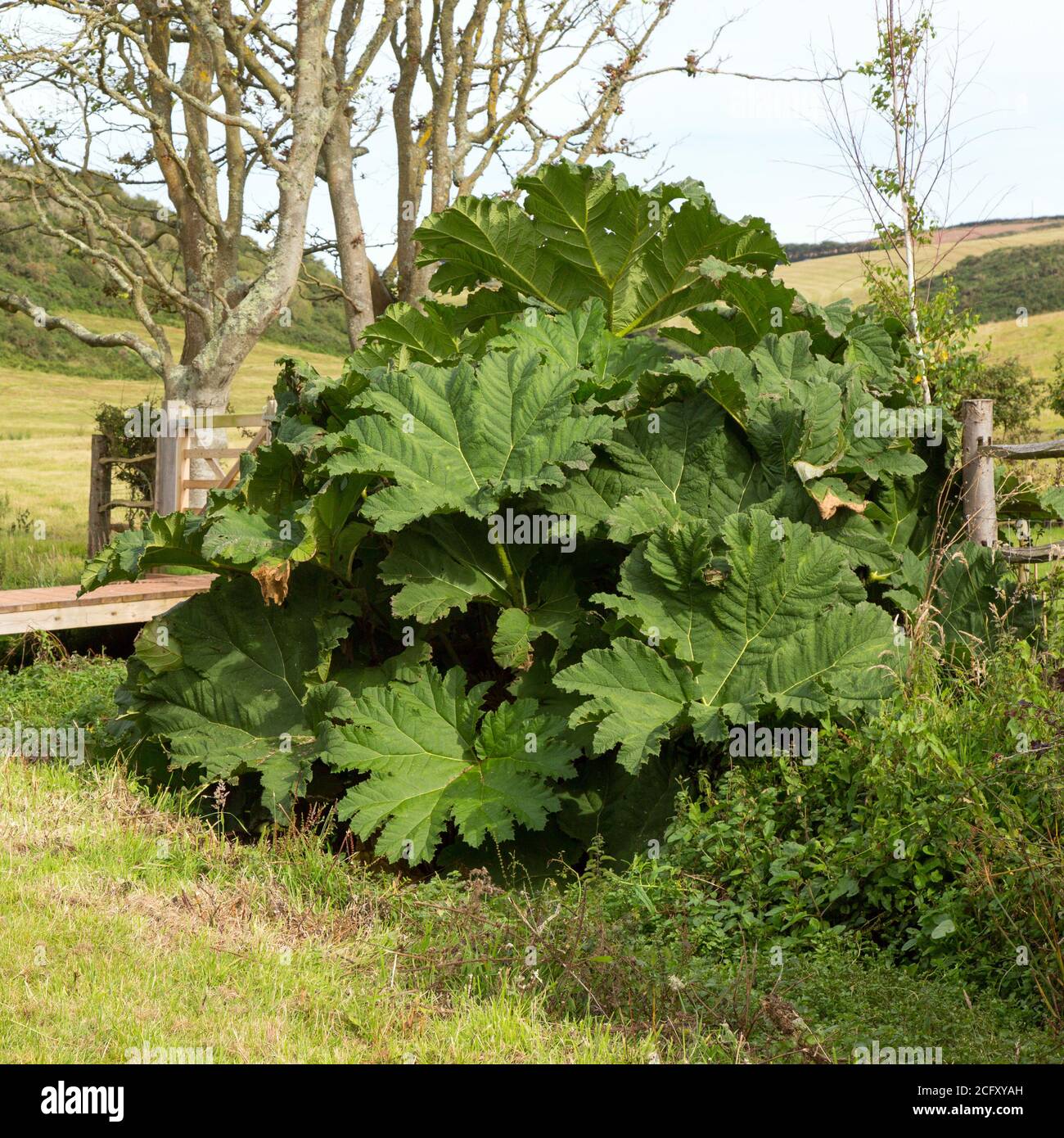 Planta de Gunnera gigante, Hope Cove, Kingsbridge, Devon, Inglaterra, Reino Unido. Foto de stock