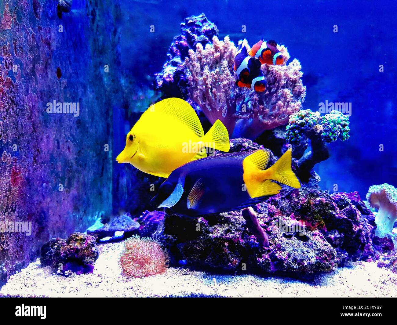 Peces de agua salada de colores nadando en el tanque del acuario del arrecife de coral Foto de stock