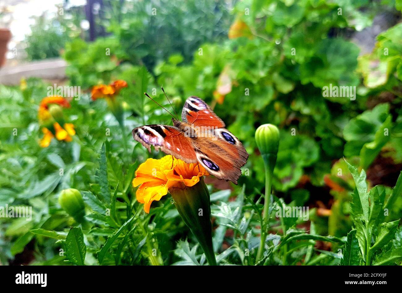 Mariposa europea de pavo real - Aglais io Foto de stock