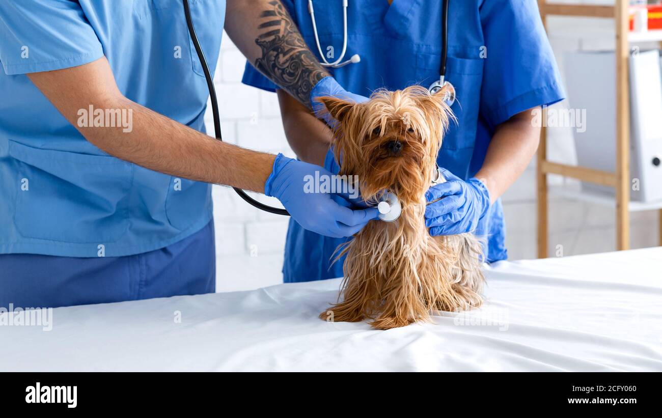 Cierre de veterinario con estetoscopio escuchando los latidos del corazón  del perro y. su asistente en clínica de animales Fotografía de stock - Alamy