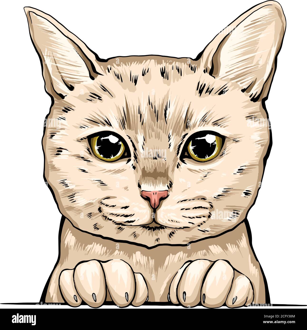 estera plan extremadamente retrato colorido de un hocico de gato. retrato de gato ojos hermosos  ilustración gráfica minimalista. retrato vectorial dibujado a mano de un  gato. felino esponjoso p Imagen Vector de stock - Alamy