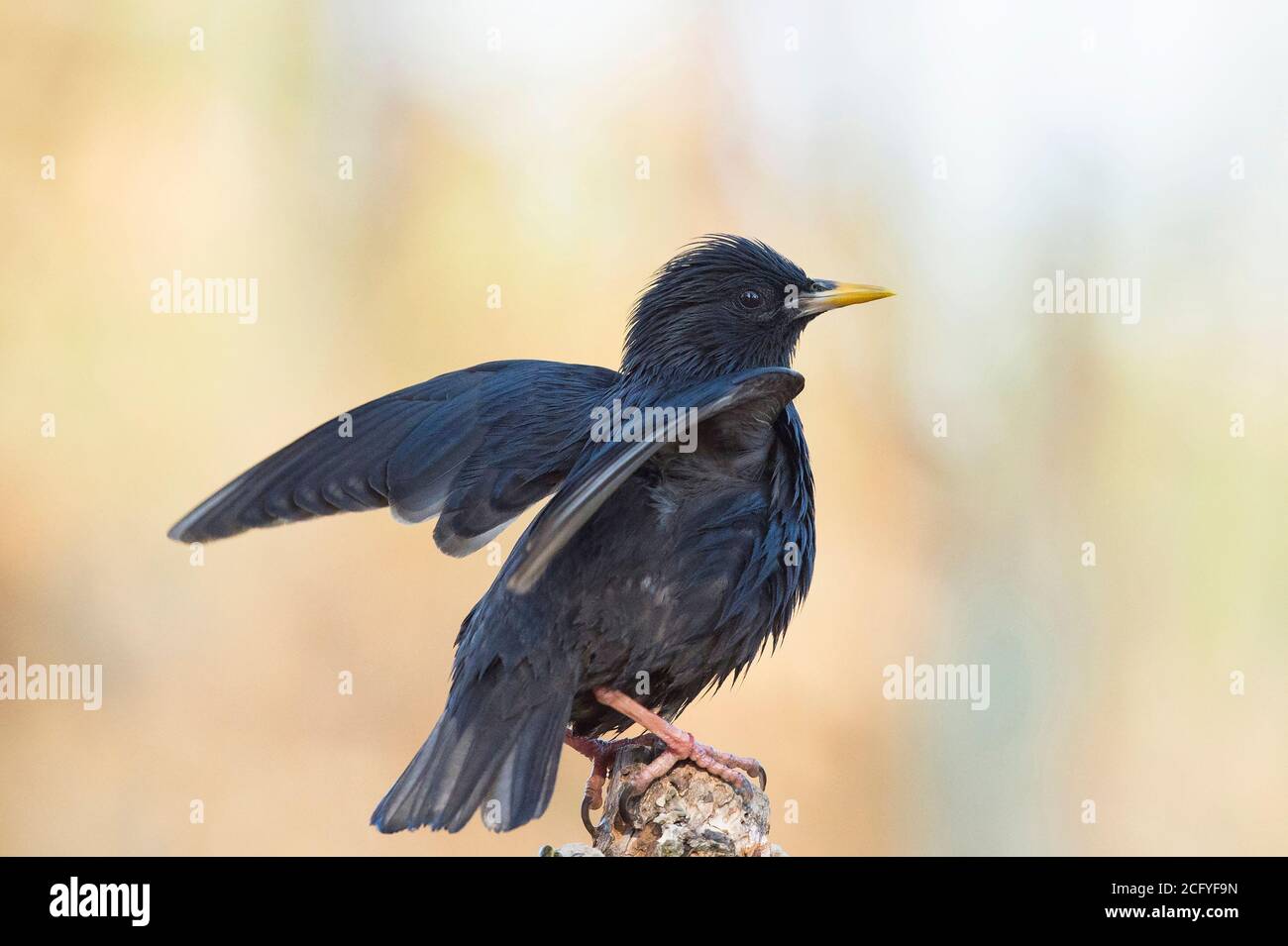 El ave estrellada (Sturnus unicolor) es un ave paseriforme de la familia Starling, Sturnidae, con plumaje brillante y negro Foto de stock