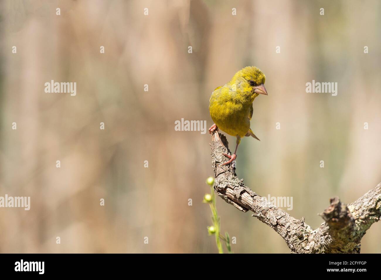 Serinus serinus es un ave de la familia Fringilidae. En Portugal este pájaro es muy común en los lugares de Ribatejo. Foto de stock