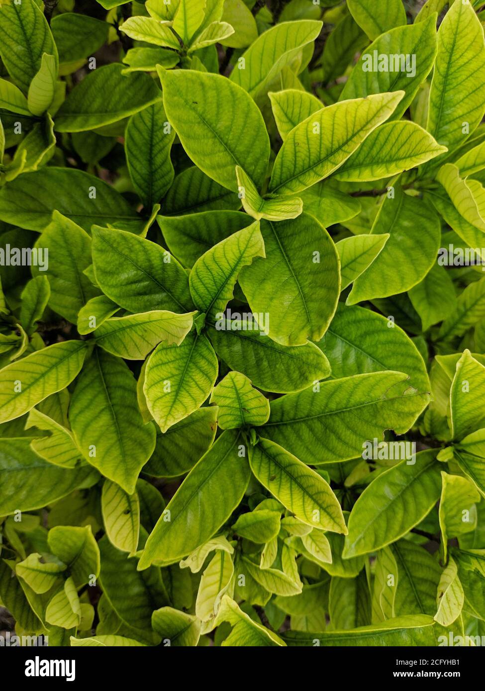 la hoja de gardenia muestra una vena verde clara en el jardín Fotografía de  stock - Alamy