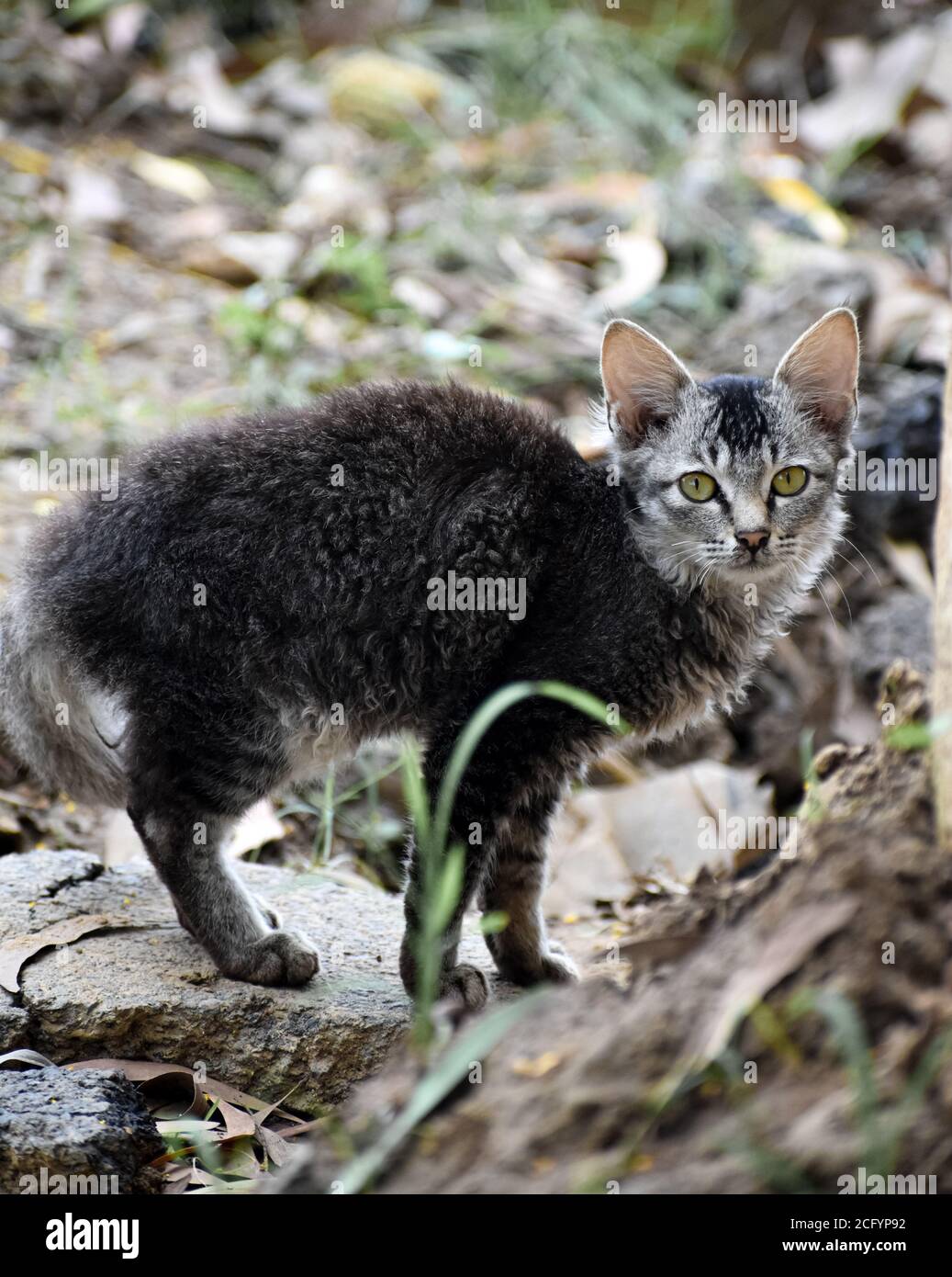 Selkirk rex una raza de gato de pelo rizado, con hermosos ojos y color de  cuerpo negro grisáceo Fotografía de stock - Alamy